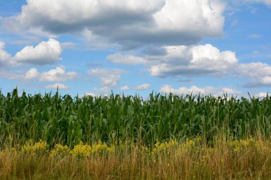 Mavi gökyüzü olan bir mısır tarlasını kapat ve boşluğu kopyala