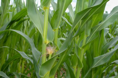 Yeşil mısırı tarladaki koçana yakın tut.