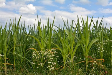 Papatya çiçekleri olan yeşil bir mısır tarlası
