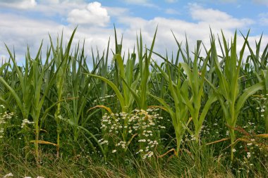 Papatya çiçekleri olan yeşil bir mısır tarlası