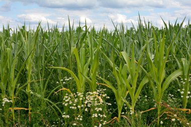 Papatya çiçekleri olan yeşil bir mısır tarlası