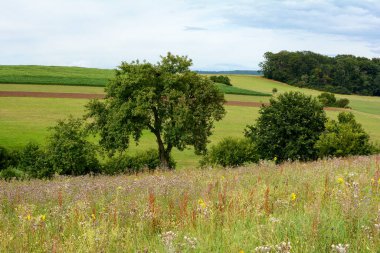 Ağaçlar, tarlalar ve gökyüzü olan yeşil bir arazinin önündeki yüksek çayır.