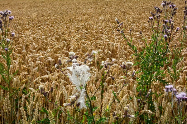 Field thistle in front of a golden grain field