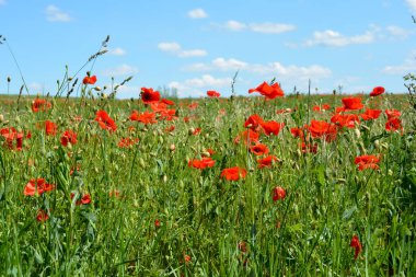 Bir sürü kırmızı mısır gelinciği çiçeği (Papaver rhoeas) mavi gökyüzü ile yeşil çayır üzerinde