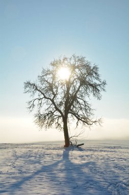 Sunrise behind a  tree on a cold snowy winter day in the Spessart, Bavaria, Germany