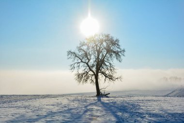 Sunrise behind a  tree on a cold snowy winter day, with fog  in the Spessart, Bavaria, Germany