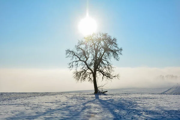 Sunrise Tree Cold Snowy Winter Day Fog Spessart Bavaria Germany — Stok fotoğraf