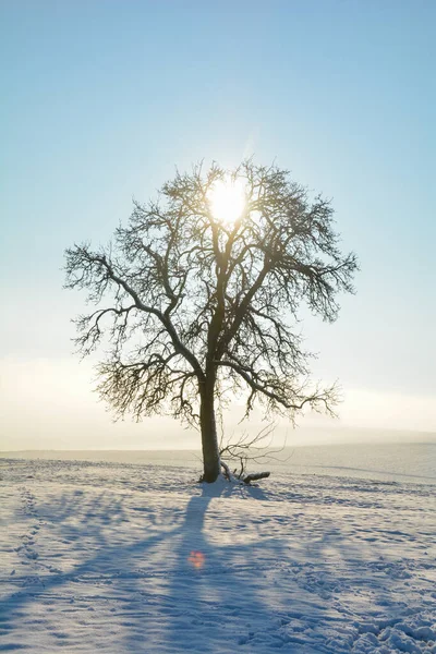 Восход Солнца Деревом Холодный Снежный Зимний День Шпессарте Баварии Германии — стоковое фото