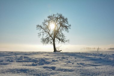 Spessart, Bavyera, Almanya 'da soğuk bir kış gününün ardında gün doğumu