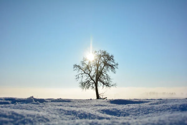 Soluppgång Bakom Kall Snöig Vinterdag Spessart Bayern Tyskland — Stockfoto