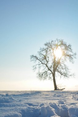 Ön planda derin kar, arka planda bulanık ağaç, gün doğumunda fotokopi alanı ile