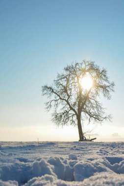 Ön planda derin kar, arka planda bulanık ağaç, gün doğumunda fotokopi alanı ile