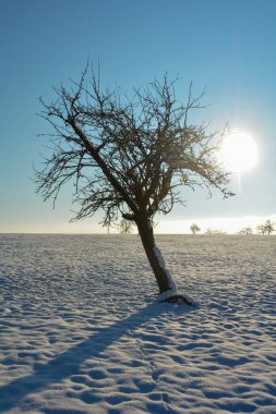 Eğri büğrü bir ağacın arkasında gün doğumu, soğuk bir kış günü Spessart, Bavyera, Almanya 'da