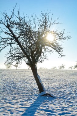 Eğri büğrü bir ağacın arkasında gün doğumu, soğuk bir kış günü Spessart, Bavyera, Almanya 'da