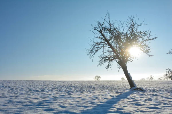 德国巴伐利亚斯皮萨特的一个寒冷的冬日里 日出在一棵古老的弯曲的树后面 — 图库照片