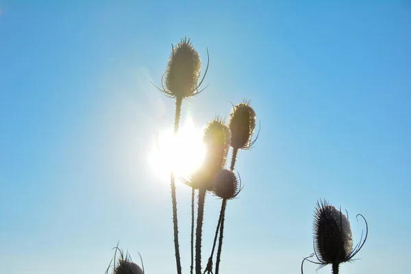 Teasel Selvaggio Sul Campo Inverno Con Neve Cielo Blu Spazio — Foto Stock