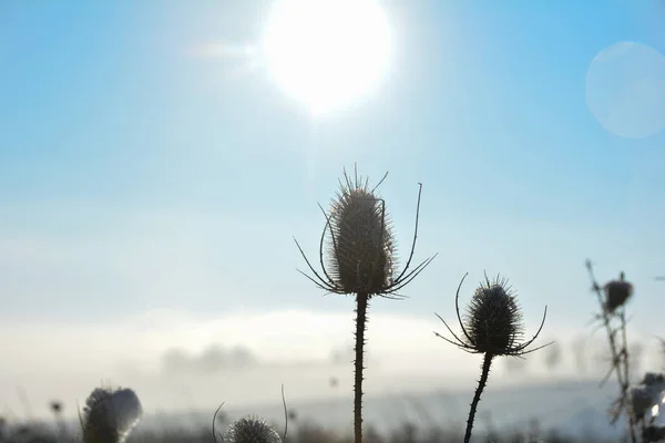 Teasel Selvaggio Sul Campo Inverno Con Neve Cielo Blu Sole — Foto Stock