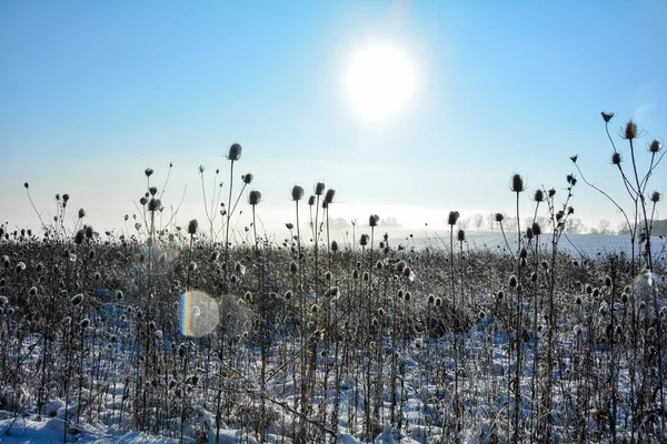Kışın Karla Kaplı Bir Tarlada Vahşi Çaydanlık Gün Doğumunda Mavi — Stok fotoğraf