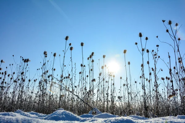 Bule Selvagem Campo Inverno Com Neve Alta Nascer Sol Com — Fotografia de Stock