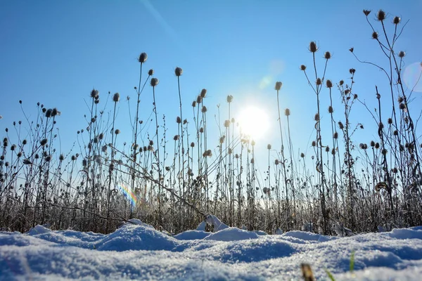 冬日的田野里 大雪漫漫 日出的时候 蓝蓝的天空映衬着 — 图库照片