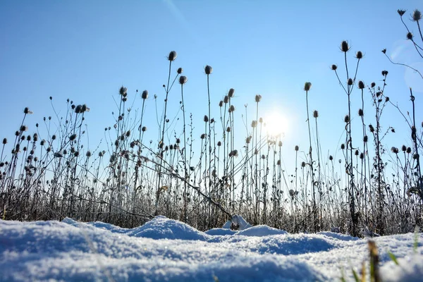 Kışın Bir Tarlada Vahşi Çaydanlık Uzun Kar Yağarken Gün Doğarken — Stok fotoğraf