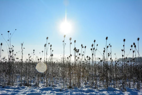 Teasel Selvaggio Campo Inverno Con Neve All Alba Con Cielo — Foto Stock