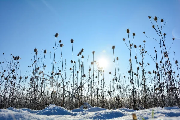 Teasel Selvaggio Campo Inverno Con Neve All Alba Con Cielo — Foto Stock