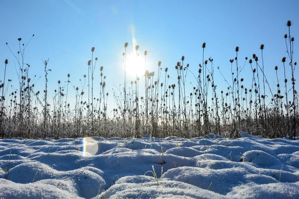 Bule Selvagem Campo Inverno Com Neve Nascer Sol Com Céu — Fotografia de Stock