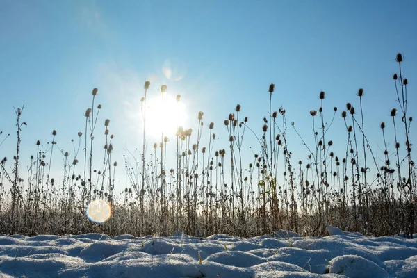 Teasel Selvaggio Campo Inverno Con Neve All Alba Con Cielo — Foto Stock