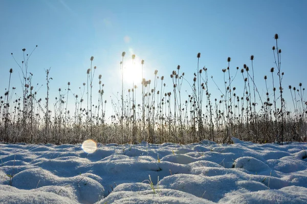 Bule Selvagem Campo Inverno Com Neve Nascer Sol Com Céu — Fotografia de Stock