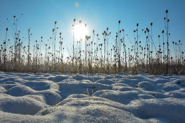 Άγρια Κουταλιά Του Γλυκού Ένα Πεδίο Χειμώνα Χιόνι Την Ανατολή — Φωτογραφία Αρχείου