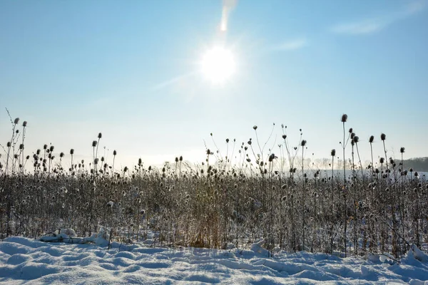 Bule Selvagem Campo Inverno Com Neve Nascer Sol Com Céu — Fotografia de Stock