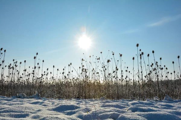 Bule Selvagem Campo Inverno Com Neve Nascer Sol Com Céu — Fotografia de Stock