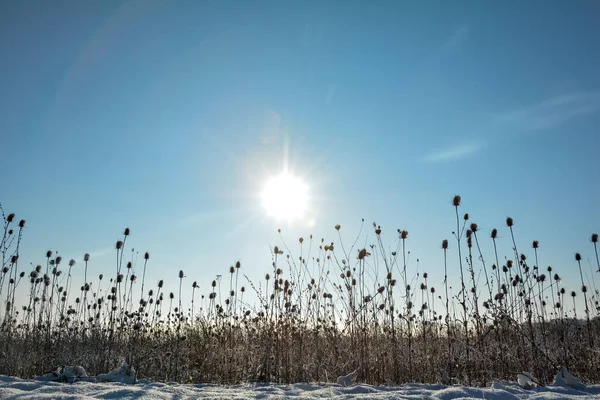 Kışın Karlı Bir Tarlada Vahşi Çaydanlık Güneş Doğarken Mavi Gökyüzü — Stok fotoğraf