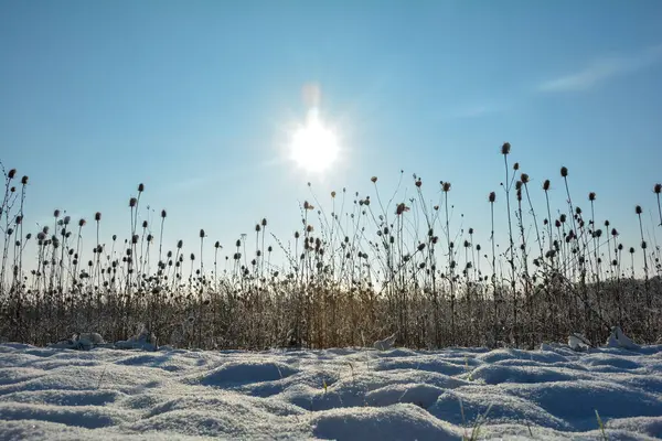 Kışın Karlı Bir Tarlada Vahşi Çaydanlık Güneş Doğarken Mavi Gökyüzü — Stok fotoğraf