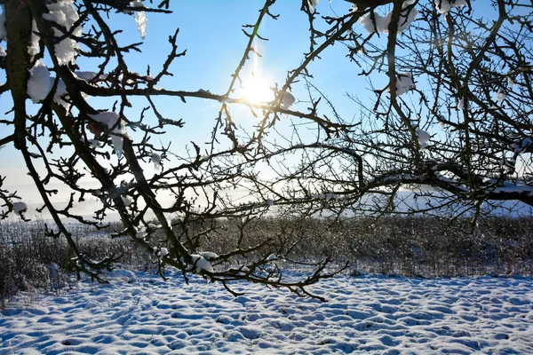 Sun shines through tree branches in a winter landscape with blue sky