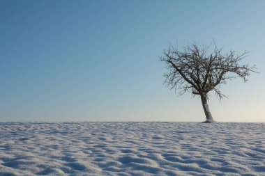Bir ağaç sağda, bir sürü kar, mavi gökyüzü ve kopyalama alanı.