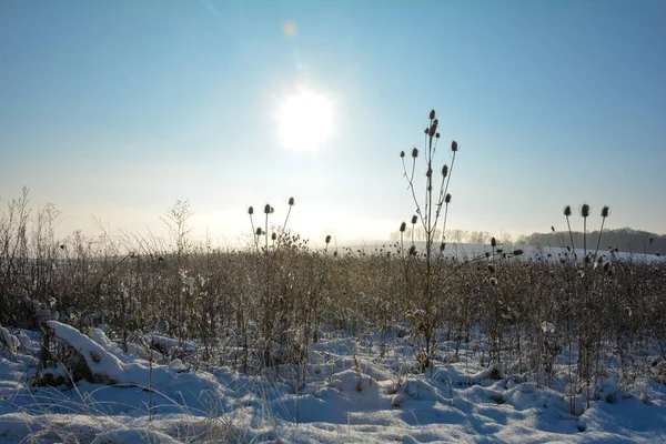 冬日里田野里的野茶 雪下得很大 日出时分 蓝天映衬 — 图库照片