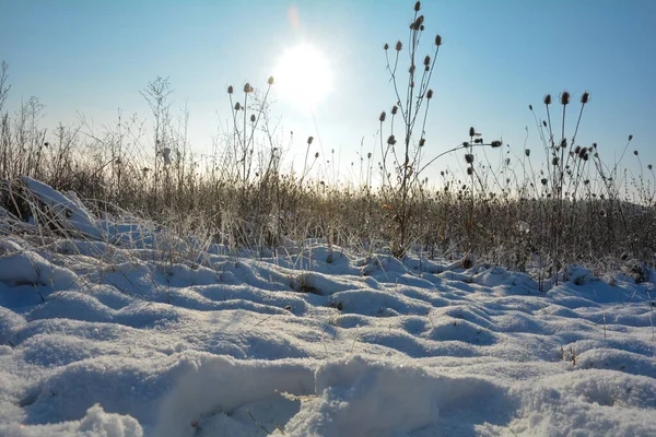 Άγρια Teasel Ένα Πεδίο Στο Χειμερινό Τοπίο Ψηλό Χιόνι Κατά — Φωτογραφία Αρχείου