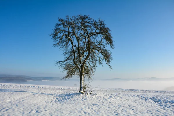 Verschneite Landschaft Mit Baum Und Morgennebel Tal Mit Blauem Himmel — Stockfoto