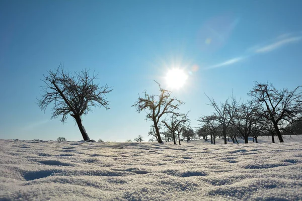 Sacco Neve Paesaggio Con Alcuni Alberi Sole Mattina Presto Con — Foto Stock