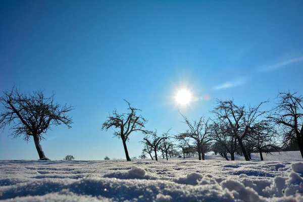 Kışın Doğa Bir Sürü Kar Ağaç Güneş Mavi Gökyüzü — Stok fotoğraf