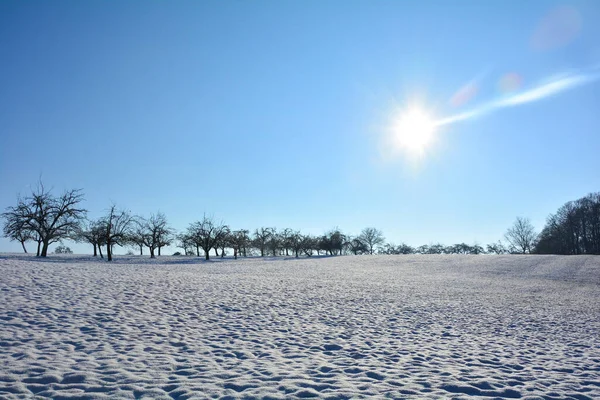 Muita Neve Uma Paisagem Com Árvores Fundo Com Sol Céu — Fotografia de Stock