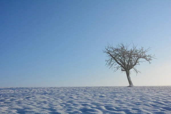 右边有一棵树 有许多雪 蓝天和复制的空间 — 图库照片