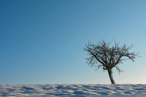 Bir Ağaç Sağda Bir Sürü Kar Mavi Gökyüzü Kopyalama Alanı — Stok fotoğraf