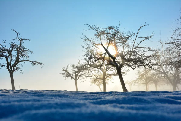 阳光在树林中闪耀 白雪漫天 蓝天漫漫 — 图库照片