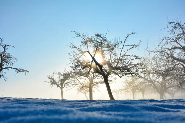 Nap Átsüt Fákon Télen Sok Kék — Stock Fotó