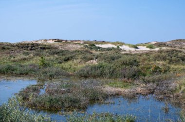 Hollanda, Avrupa 'da Egmond aan Zee yakınlarında küçük bir göl, balıkçıllı.