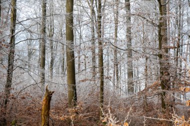 Soğuk bir kış gününde ormandaki ağaçların üzerindeki buz.