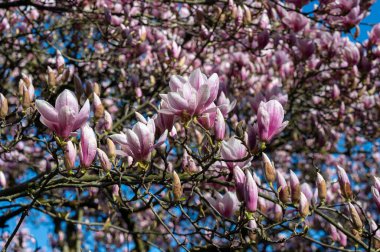 Pembe manolya ağaçta çiçek açar.